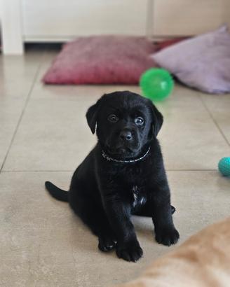 Cuccioli Labrador Retriever SOLO UN MASCHIO NERO