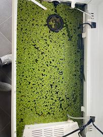 salvinia natans pianta galleggiante per acquario