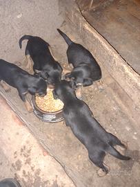 Jagd terrier