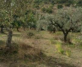 Terreno agricolo tra Capaccio e Roccadaspide