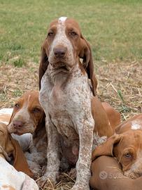 Cuccioli Bracco Italiano