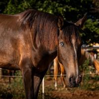ABPSL baio ojo azul poldra
