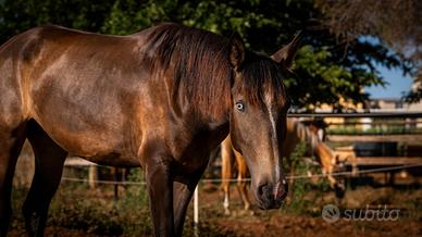 ABPSL baio ojo azul poldra
