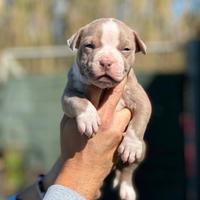 American pitbull terrier