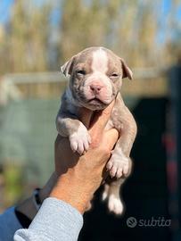 American pitbull terrier