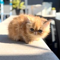 Exotic Shorthair cuccioli