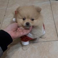 Mini pomerania