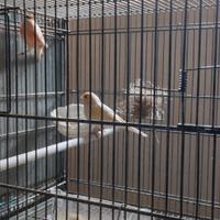 Coppia di canarini Arlecchino portoghese