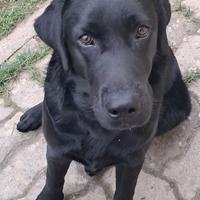 Labrador Retriever Nero con pedigree