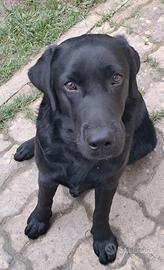 Labrador Retriever Nero con pedigree