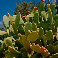 Pale Fico d'India - Opuntia Ficus Indica