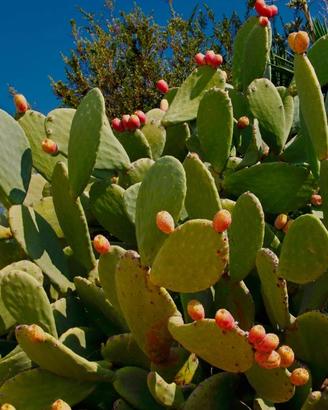 Pale Fico d'India - Opuntia Ficus Indica