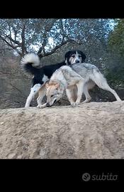 lupo cecoslovacco 