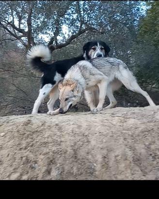lupo cecoslovacco 
