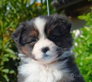 Mini pastore americano