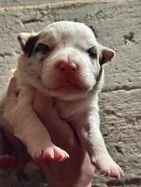 Cuccioli border collie