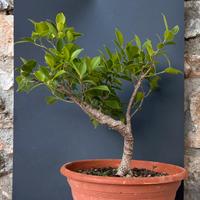 Bonsai Ficus Retusa