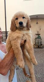 Golden Retriever Americano. Ultima femmina