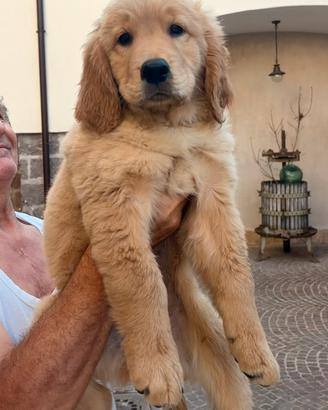 Golden Retriever Americano. Ultima femmina