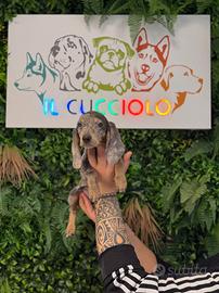 Cuccioli di bassotti