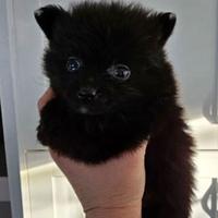 Cucciolo di spitz pomerania nero maschio