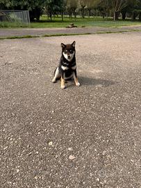 Cucciola di shiba