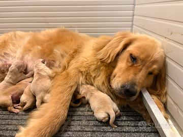 Cuccioli Golden Retriever Americano 100%