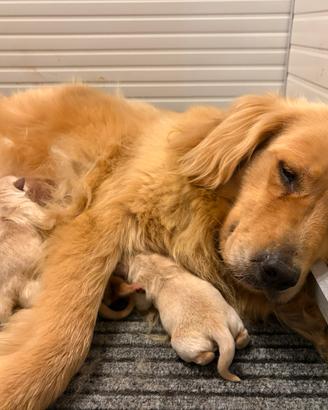 Cuccioli Golden Retriever Americano 100%
