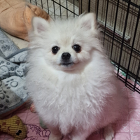 Pomerania bianco