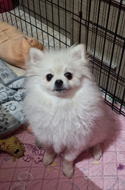 Pomerania bianco