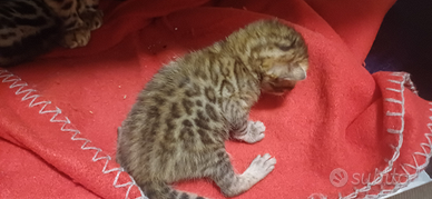 Cuccioli Gatto Bengala cucciolo cucciola gatti