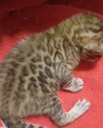 Cuccioli Gatto Bengala cucciolo cucciola gatti