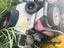 Immagine 2