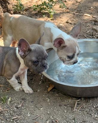 Bulldog francese