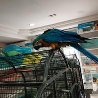 Ara arauna allevata a mano