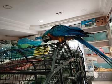 Ara arauna allevata a mano