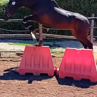 Cavallo puledro