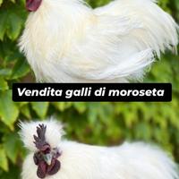Galli riproduttori di moroseta colorazione bianca