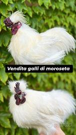 Galli riproduttori di moroseta colorazione bianca