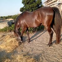 Vendita cavallo Spagnolo anno 2007