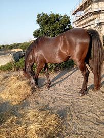 Vendita cavallo Spagnolo anno 2007