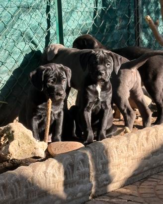 Cane corso