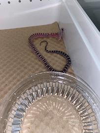 Serpente del grano baby scaleless senza squame