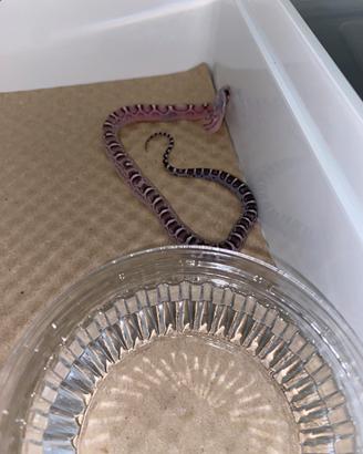 Serpente del grano baby scaleless senza squame