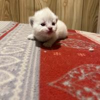 Ragdoll con pedigree