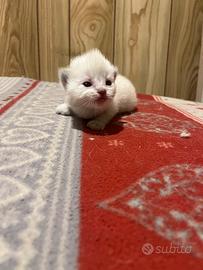 Ragdoll con pedigree