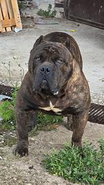 American bully xl per monta