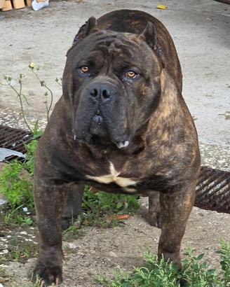 American bully xl per monta