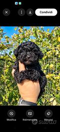 Cuccioli di barboncino Toy neri