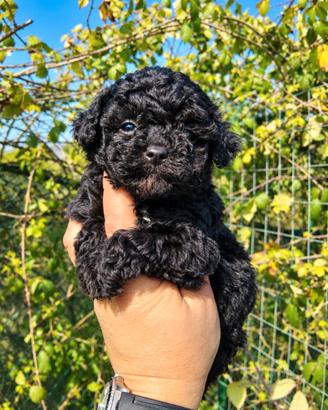Cuccioli di barboncino Toy neri